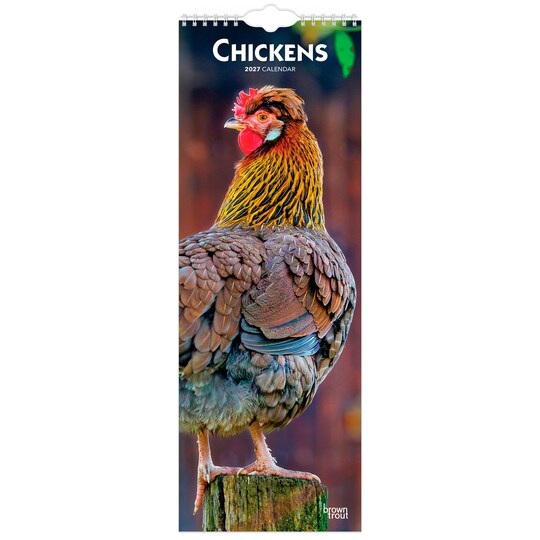 BrownTrout; Chickens | 2027 5.7 x 16.5 Inch (Hanging) Monthly Slimline Wall Calendar; Category:Wall Calendars; Image:1